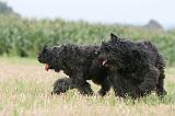 BOUVIER DES FLANDRES 416